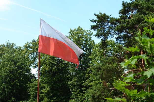 Foto bandeira polonesa acenando contra o fundo de árvores verdes