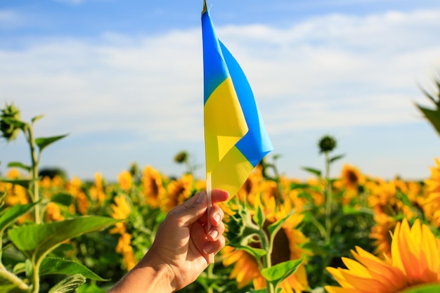 Bandeira ucraniana nas mãos de uma mulher no contexto de um campo com girassóis