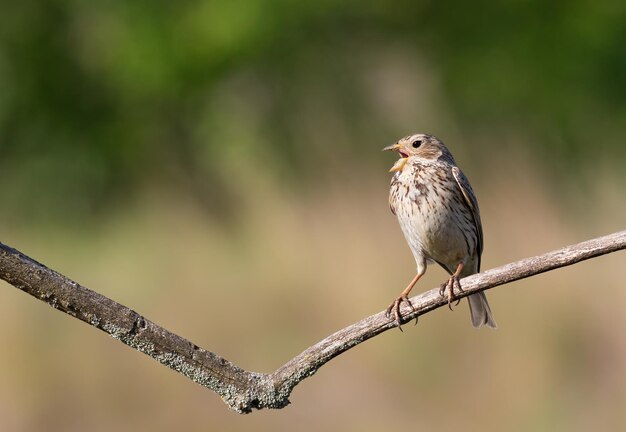 Bandeirola Emberiza calandra O macho canta sentado em um galho