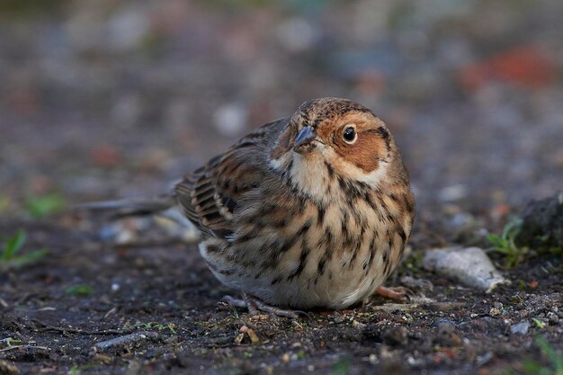 Foto bandeirola emberiza pusilla