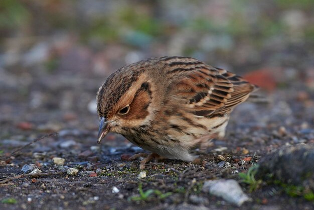 Foto bandeirola emberiza pusilla