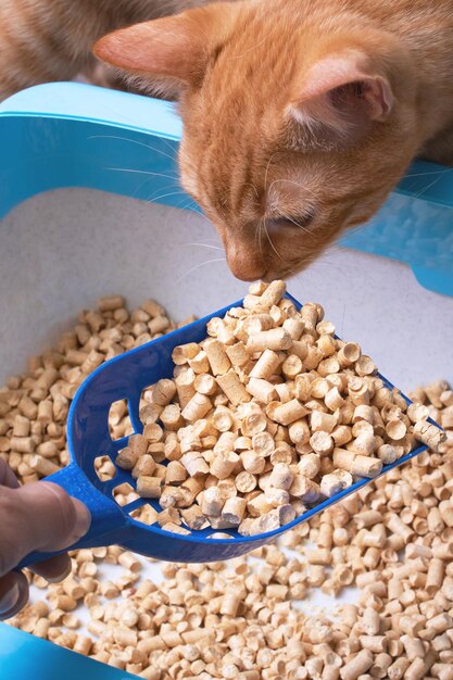 Bandeja com colher de enchimento e closeup de gato