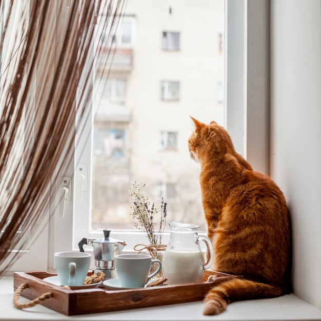 Bandeja de café da manhã com um gato