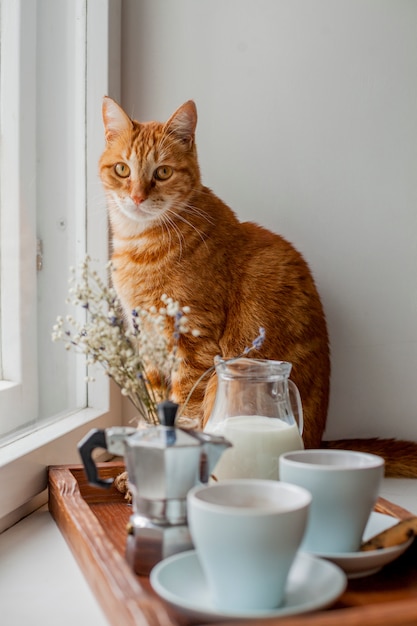 Bandeja de desayuno con un gato