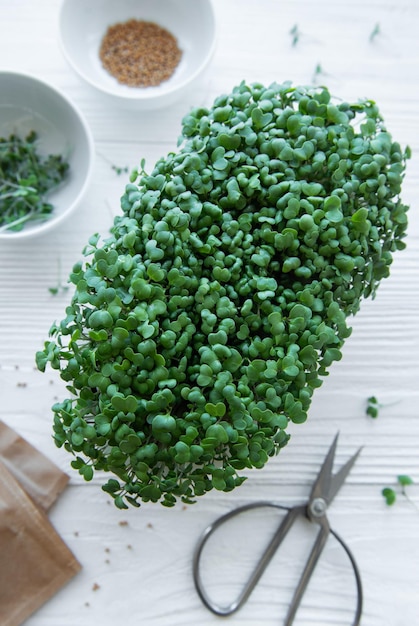 bandeja de microgreens de rábano