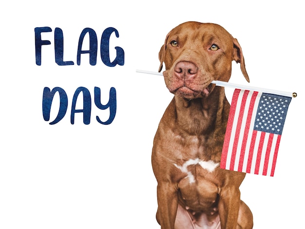 Bandera americana y lindo cachorro marrón Closeup