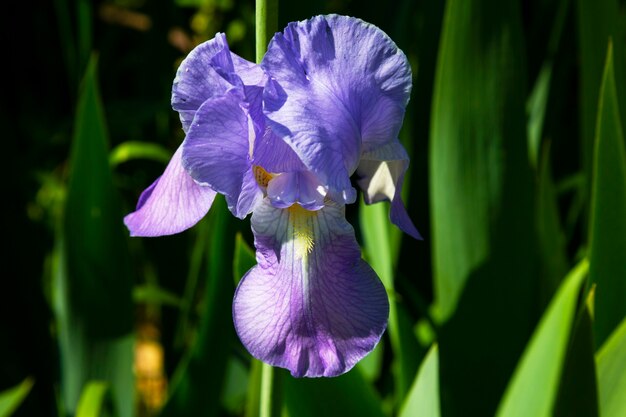 Bandera azul del norte que crece entre la hierba. Flor de iris púrpura un fondo verde. Iris versicolor floreciente de cerca.