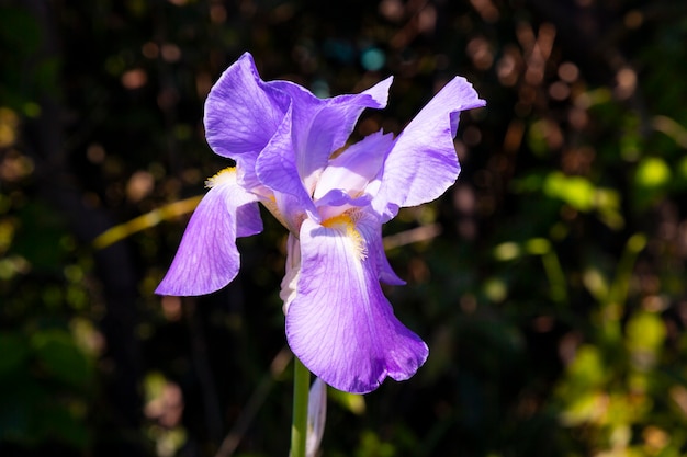 Bandera azul del norte que crece entre la hierba. Flor de iris púrpura un fondo verde. Iris versicolor floreciente de cerca.