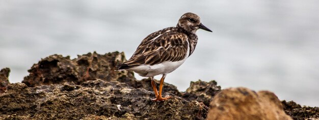 Bandera de la costa de aves, imagen de banner con espacio de copia