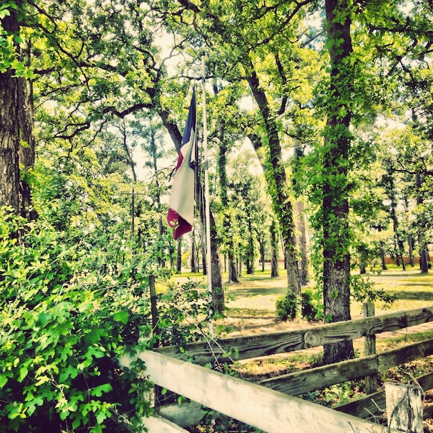 Bandera del estado de Texas junto a una valla de madera en un bosque verde exuberante