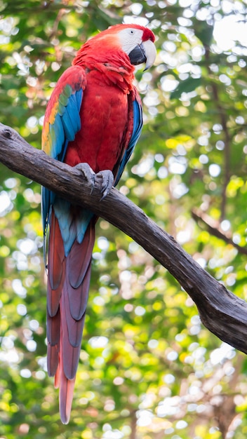 Bandera de guacamaya