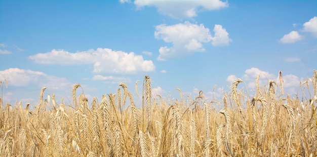 Foto bandera. hermosos paisajes rurales bajo la luz del sol y el cielo azul. campo de trigo. los años.