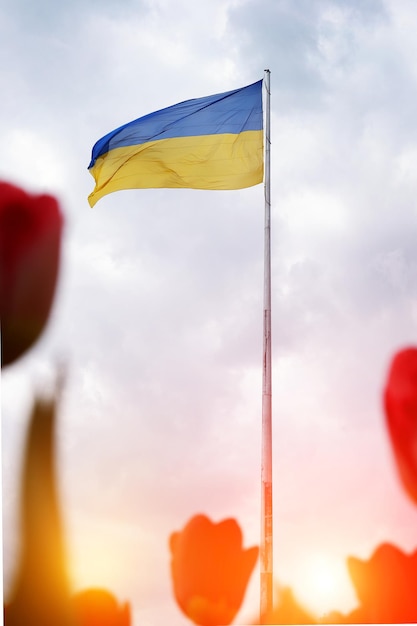 Bandera de Ucrania en un asta de bandera alta aislada contra un cielo azul y tulipanes rojos en primer plano