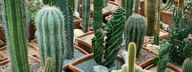 Bandera. Una variedad de plantas de cactus en exhibición en una granja de cactus. Fondo ecológico en colores neutros con plantas suculentas en macetas.