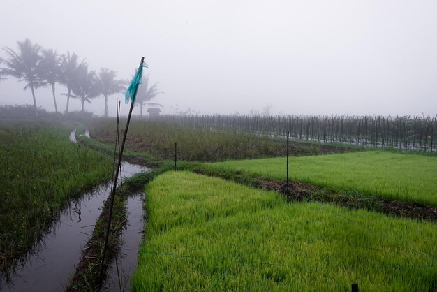 Una bandera verde está en medio de un campo.