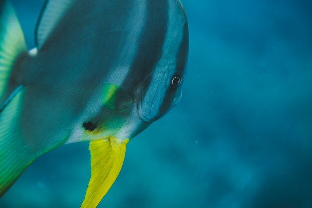 Bandfish enmascarado en las aguas tropicales del océano