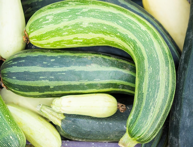 Bando de abobrinha branca e verde mista para fundo e texto