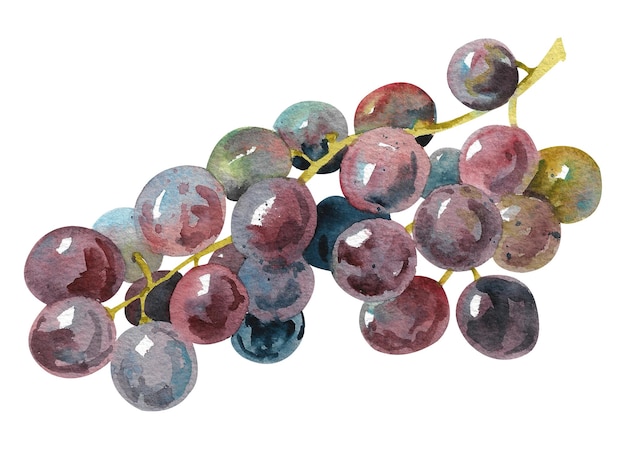 Bando de aquarela de uvas escuras Grapevine com uvas suculentas maduras