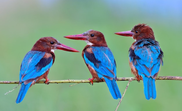 Foto bando de asas azuis e grandes pássaros de bicos vermelhos empoleirados em um galho fino