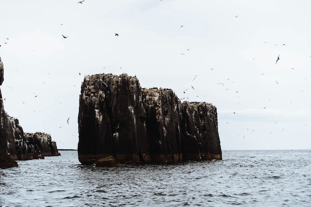 Bando de aves marinhas voando sobre as ilhas farne em northumberland, inglaterra