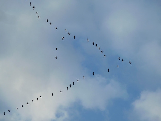 Bando de aves migratórias voando em formação