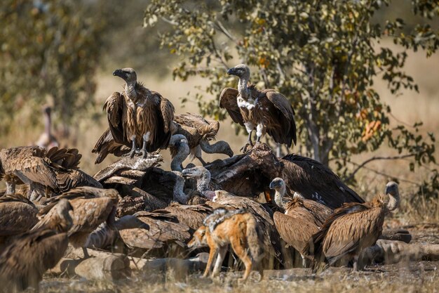 Foto bando de aves