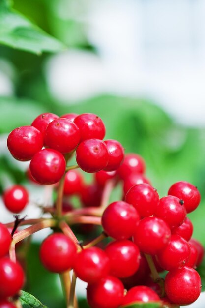 Bando de bagas vermelhas maduras Viburnum