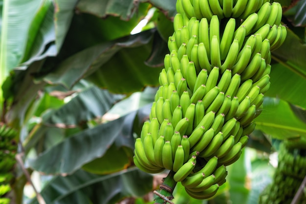 Foto bando de banana na plantação de banana