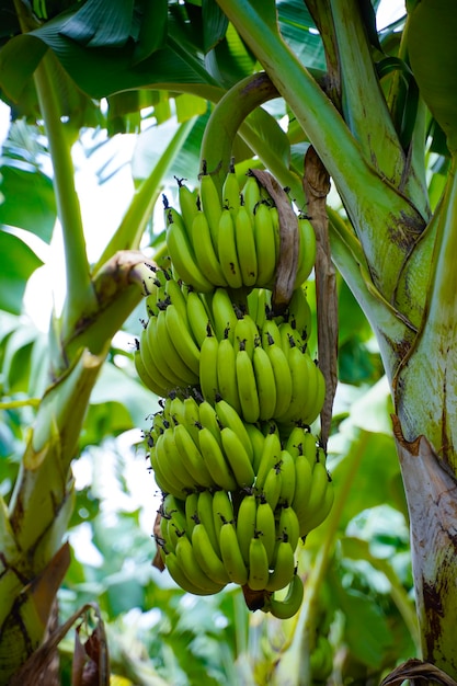 Bando de banana verde no campo de agricultura.