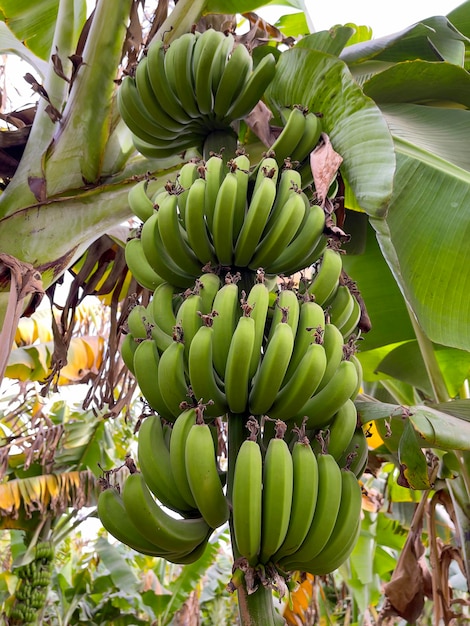 Bando de bananas verdes na palmeira de banana Plantação de banana no Egito