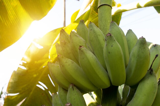 Bando de bananas verdes na planta