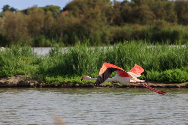 Bando de belo pássaro grande rosa flamingos voando