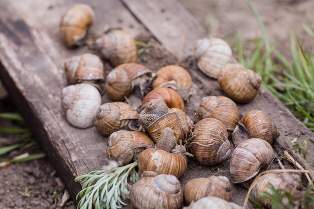 Bando de caracóis uva escolhidos a dedo, dia de verão no jardim