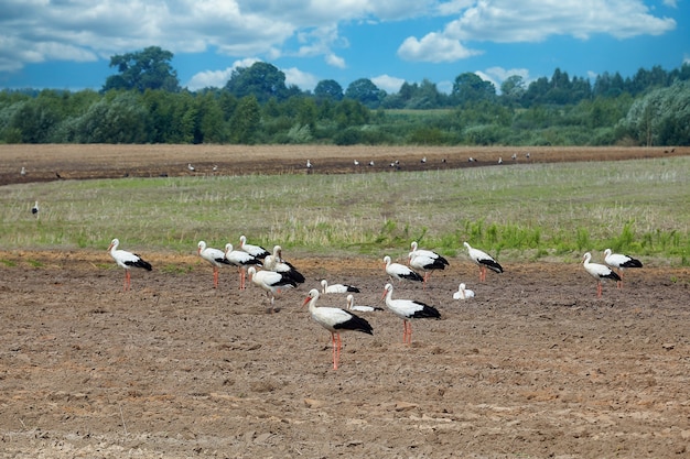 Bando de cegonhas em um campo arado em busca de alimento.