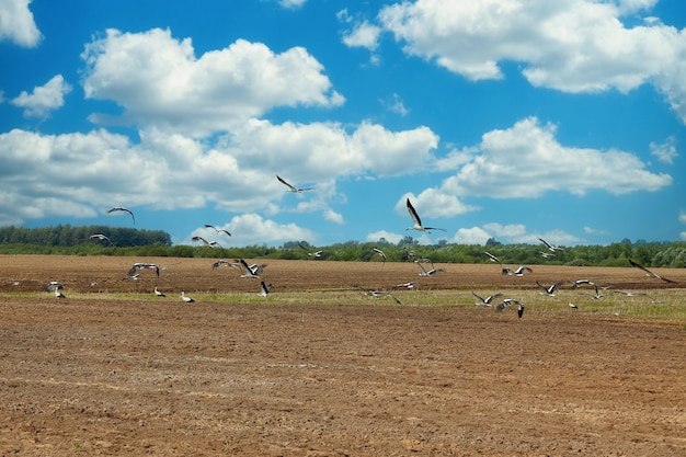 Bando de cegonhas pousa em um campo arado em busca de comida