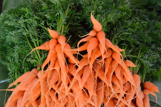 Foto bando de cenouras coloridas de laranja com topos verdes. amarrado com elásticos, conceito de agricultura