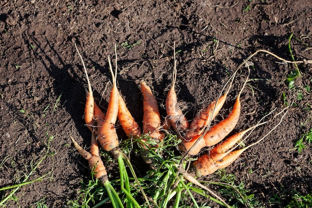 Bando de cenouras feias no solo. Colheita de vegetais orgânicos da fazenda. Cenoura anormal deformada na cama do jardim.