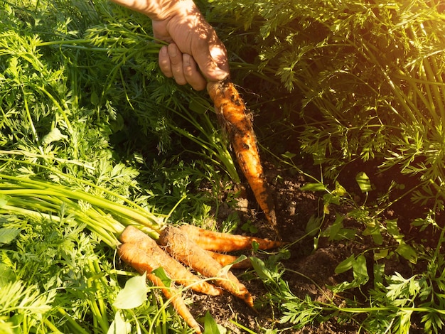 Bando de cenouras frescas maduras em uma agricultura orgânica de cume