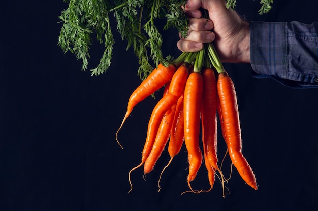 Foto bando de cenouras frescas realizadas pela mão de um agricultor.