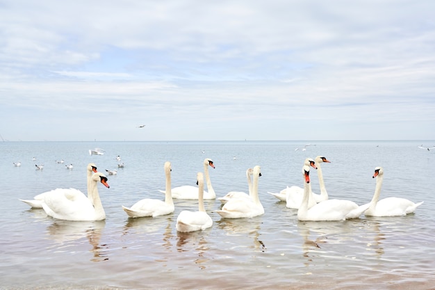 Bando de cisnes brancos flutuando na água do mar calma e limpa