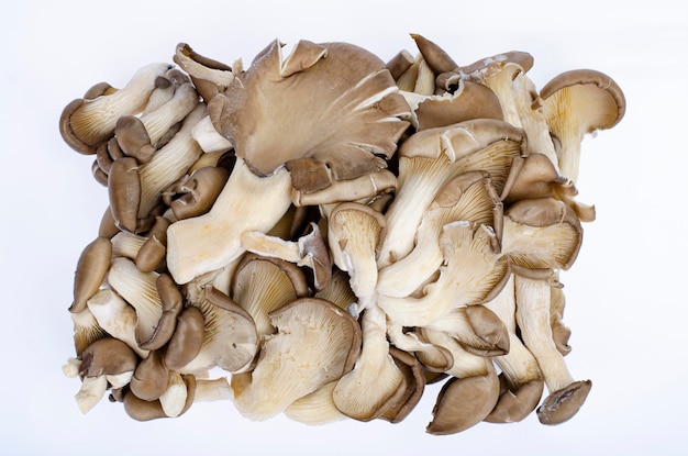 Bando de cogumelos ostra cinzas cultivados frescos em fundo branco. Foto de estúdio