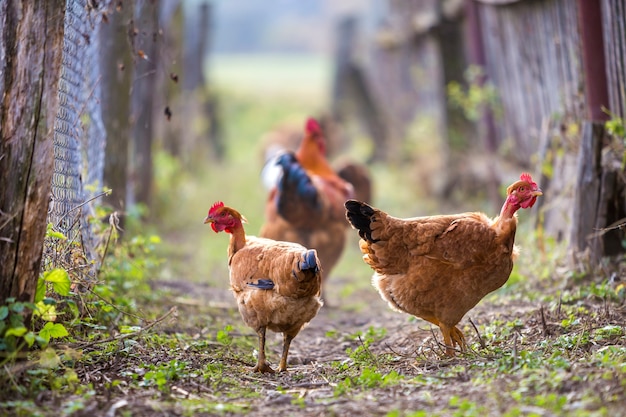 Bando de duas galinhas vermelhas e galo ao ar livre em dia ensolarado na natureza rural colorida turva. Cultivo de aves, carne de frango e ovos conceito.