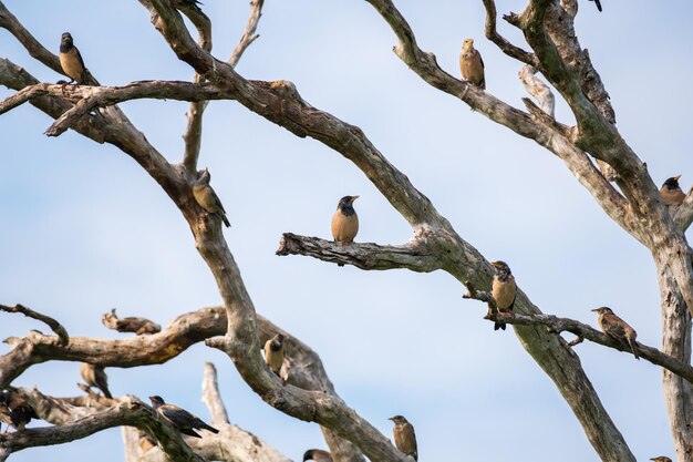 Bando de estorninhos rosados cantando em uma árvore morta baleada no parque nacional de Bundala