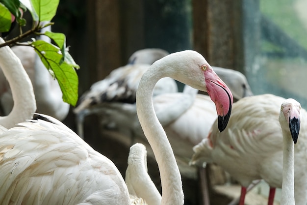 Bando de flamingo no parque zoológico
