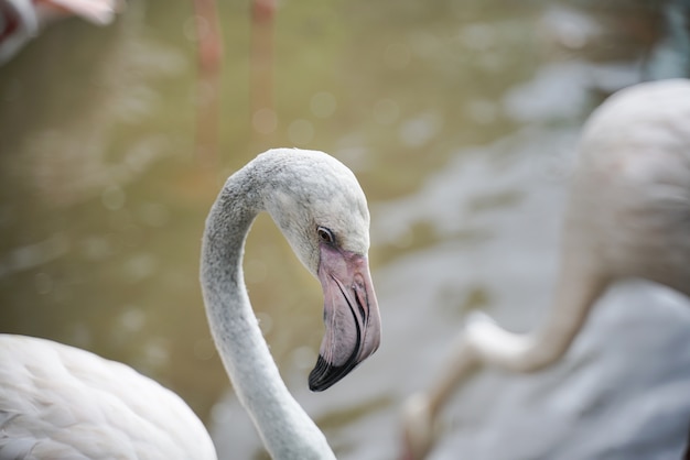 Bando de flamingo no parque zoológico