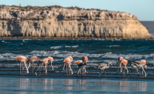 Bando de flamingos com falésias ao fundoPatagônia