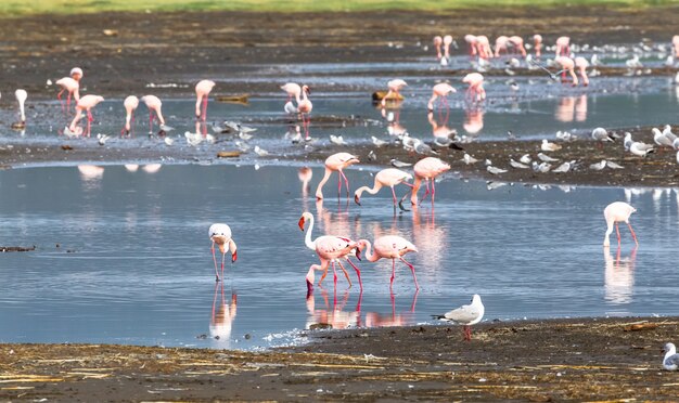 Bando de flamingos na água. Nakuru, Quênia