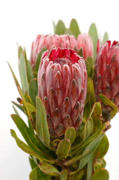 Bando de flor protea vermelho sobre um fundo branco e isolado