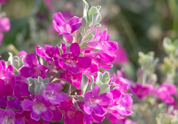 Bando de flor rosa na planta