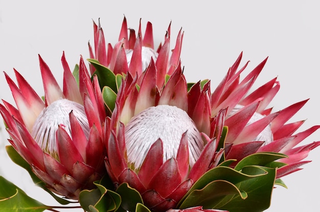 Bando de flor vermelha protea isolado em um fundo preto